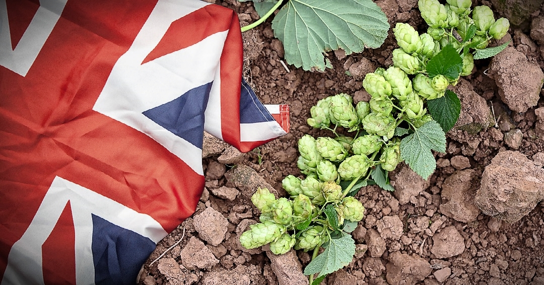 British hops sought after in Europe